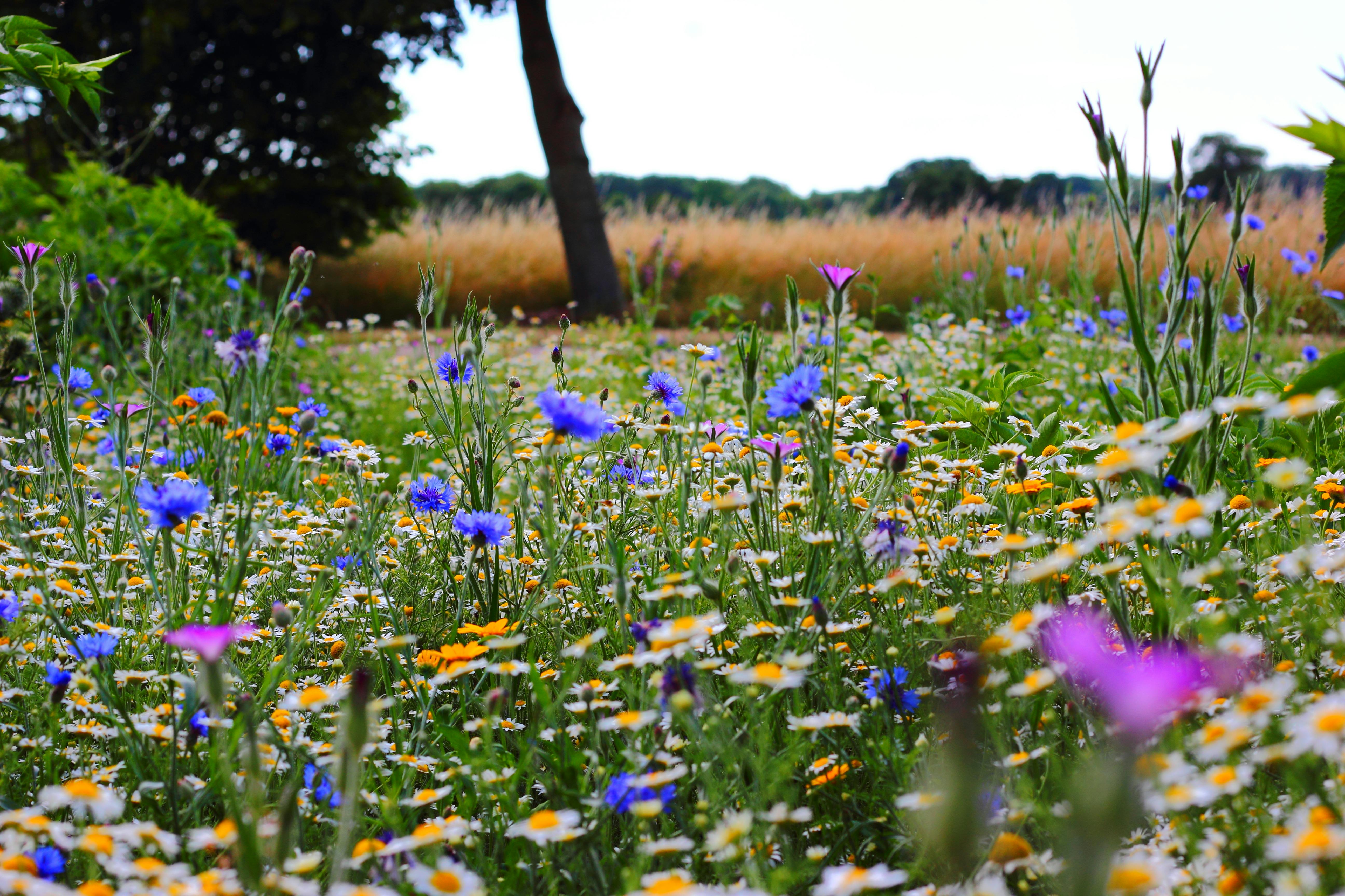 Learning about Growing Wildflowers from Seed Whether It’s Indoor or Outdoor